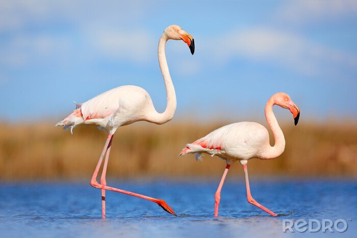 Fotobehang Twee flamingo's in natuurlijke omgeving