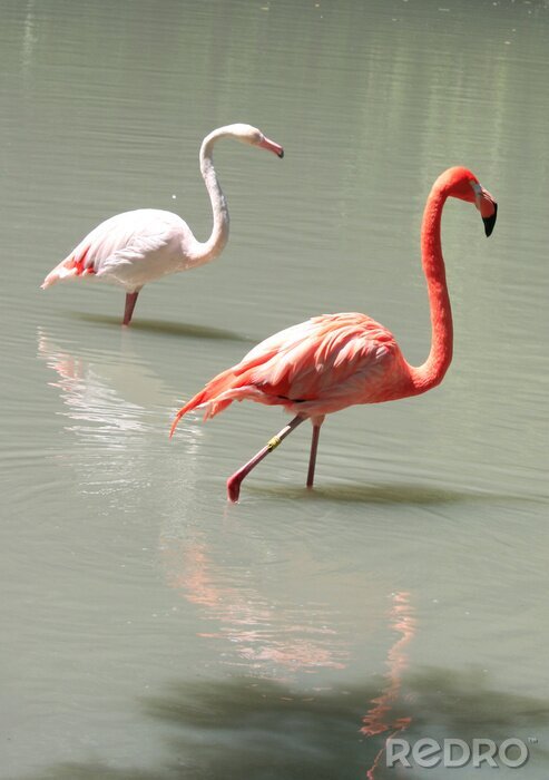 Fotobehang Twee flamingo's lopen in het water
