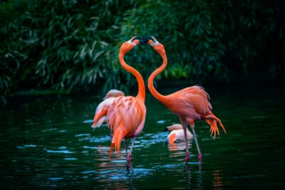 Fotobehang Twee flamingo's op een achtergrond van groen