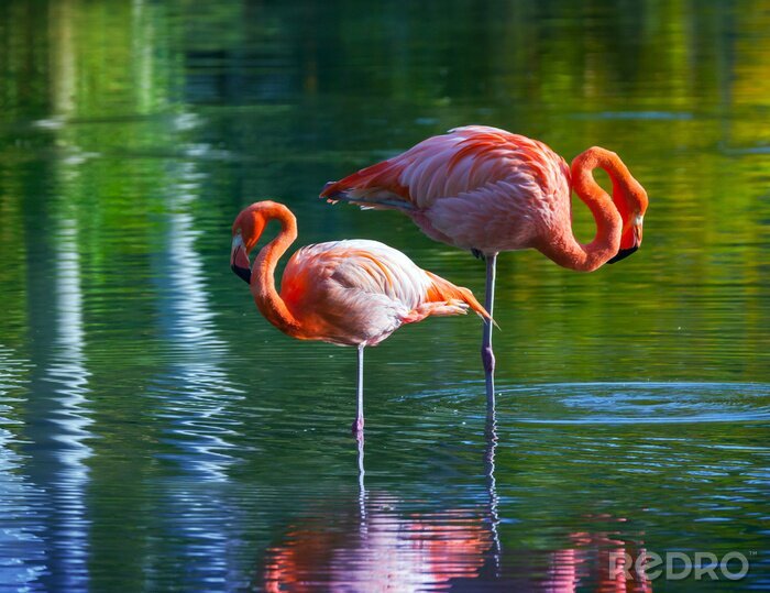 Fotobehang Twee flamingo's wadend in het water