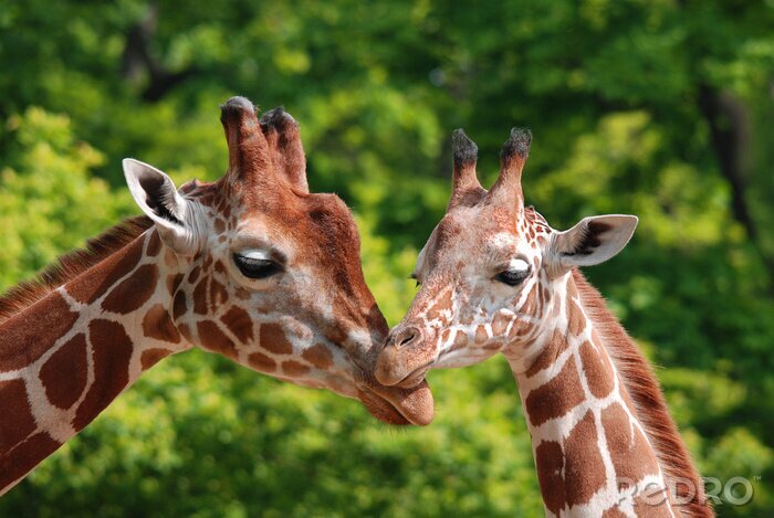 Fotobehang Twee giraffen in Afrika