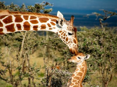 Fotobehang Twee giraffen in Kenia