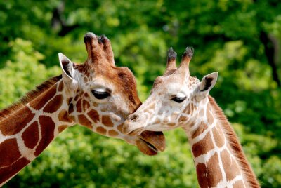 Fotobehang Twee giraffen knuffelen