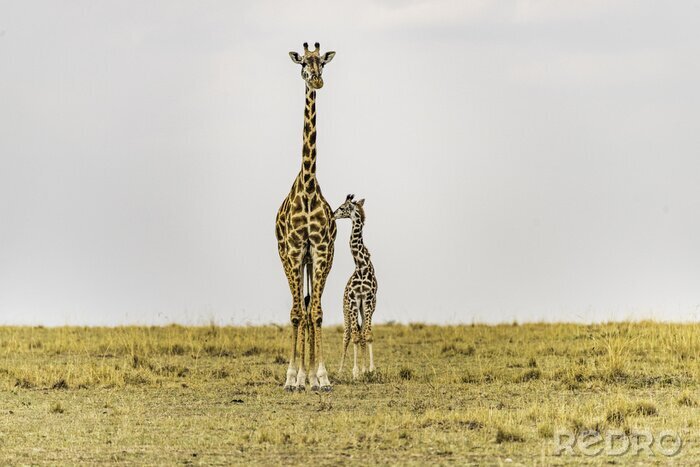 Fotobehang Twee giraffen op de achtergrond van savanne