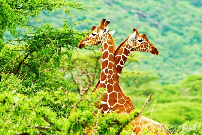 Fotobehang Twee giraffen steken boven de bomen uit