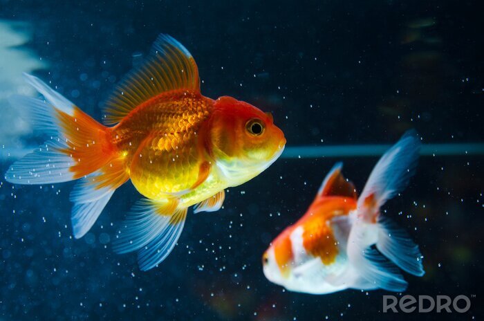 Fotobehang Twee goudvissen