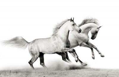 Twee grijze paarden in grijs stof