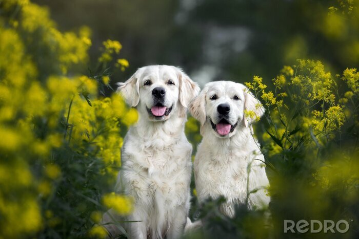 Fotobehang Twee honden in de planten