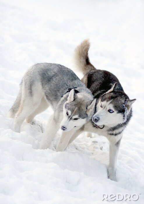 Fotobehang Twee honden in de sneeuw