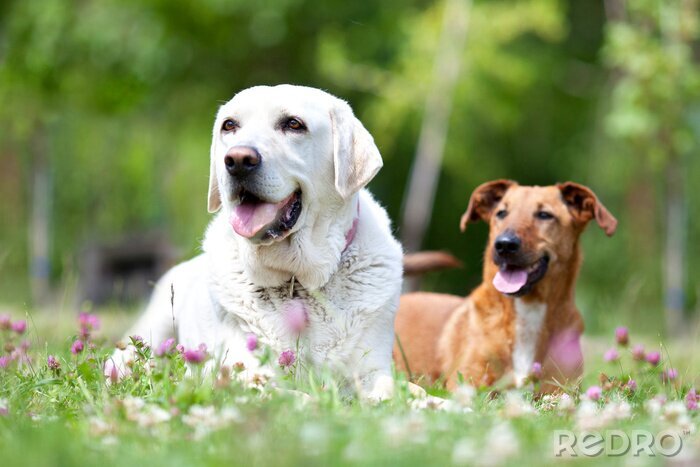 Fotobehang Twee honden rusten op het gras
