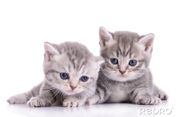 Fotobehang Twee katten in grijs