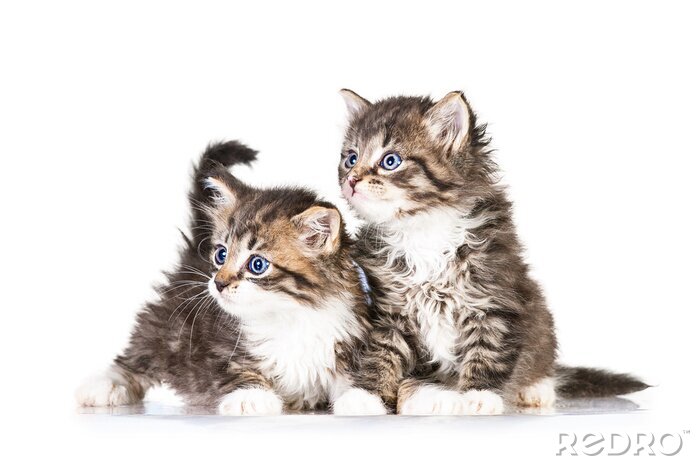 Fotobehang Twee kleine katjes