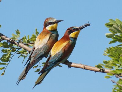 Fotobehang Twee kleurrijk gevederde vogels