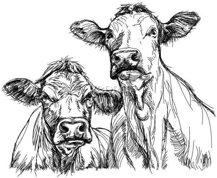 Fotobehang Twee koeien zwart-wit schets