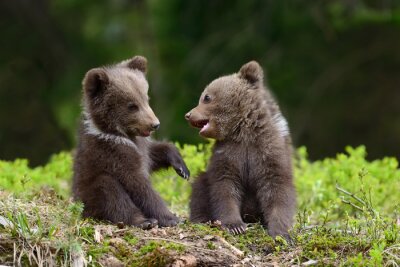 Fotobehang Twee lieve beren welpen