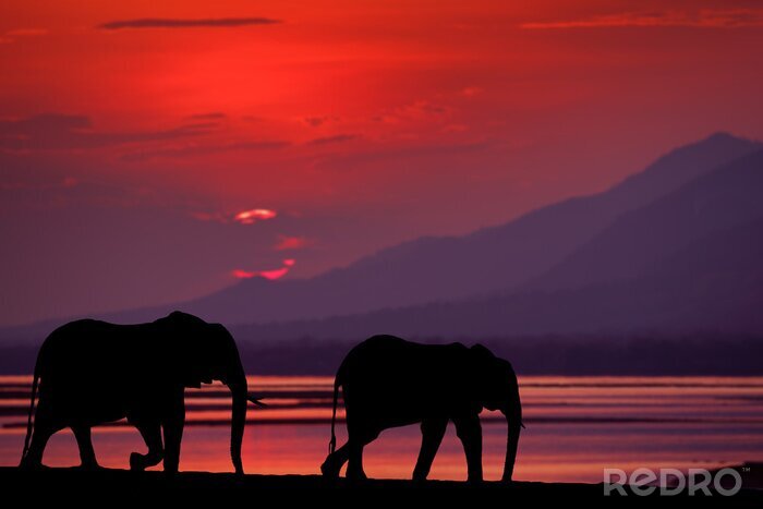 Fotobehang Twee olifanten in de avond