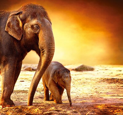 Fotobehang Twee olifanten in de woestijn