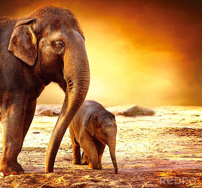 Fotobehang Twee olifanten in de woestijn