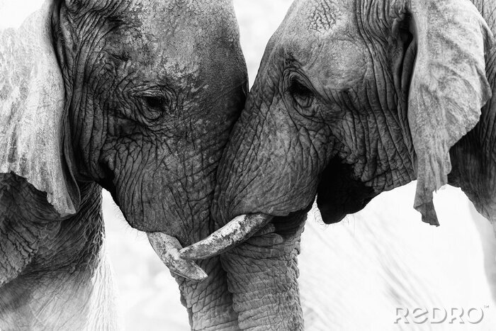 Fotobehang Twee olifanten in grijs