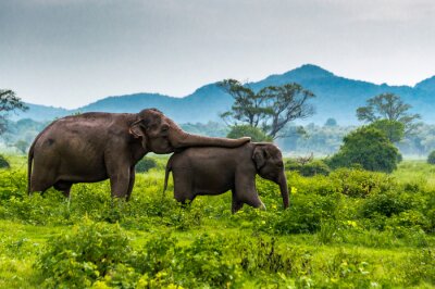 Fotobehang Twee olifanten in Sri Lanka