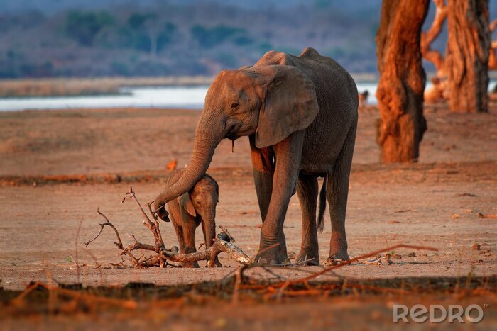 Fotobehang Twee olifanten in Zimbabwe