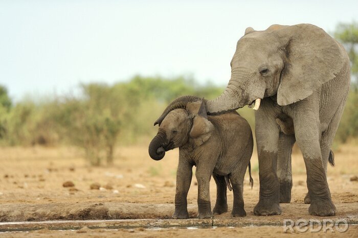 Fotobehang Twee olifanten op een wazige achtergrond