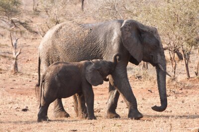Fotobehang Twee olifanten op safari