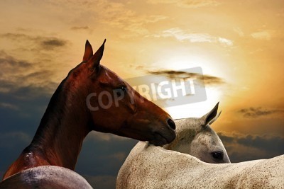 Fotobehang Twee paarden bij zonsondergang
