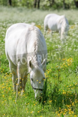 Fotobehang Twee paarden eten gras