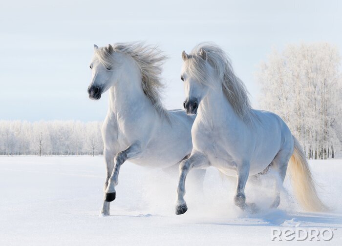 Fotobehang Twee paarden galopperen in de sneeuw