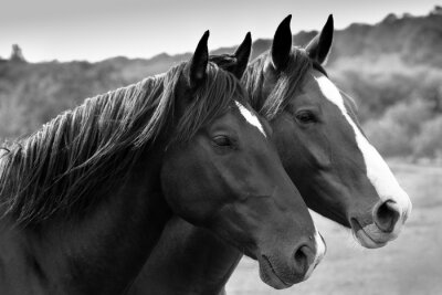 Fotobehang Twee paarden in een grijze tint