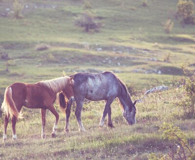 Fotobehang Twee paarden in een open plek
