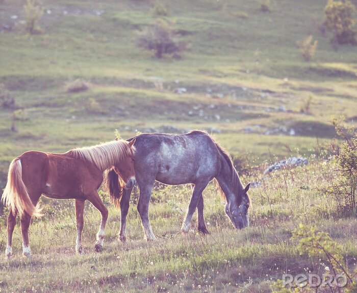 Fotobehang Twee paarden in een open plek