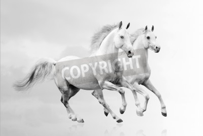 Fotobehang Twee paarden op witte achtergrond