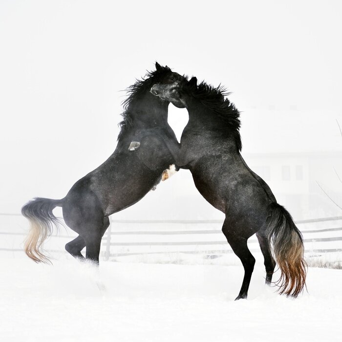 Fotobehang Twee paarden staan bij een eik