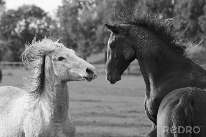 Fotobehang Twee paarden uit Kartuzy