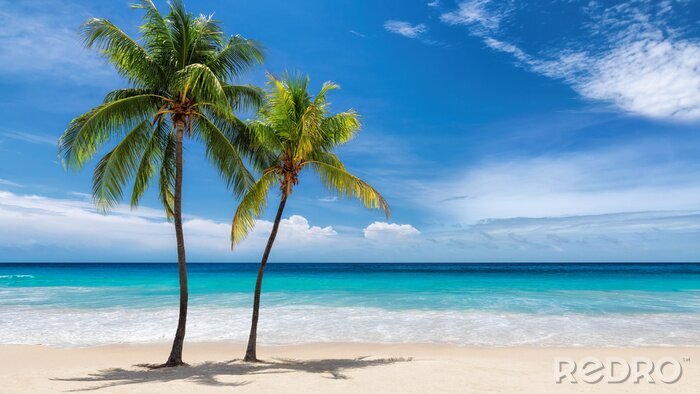 Fotobehang Twee palmbomen op een zonnig strand