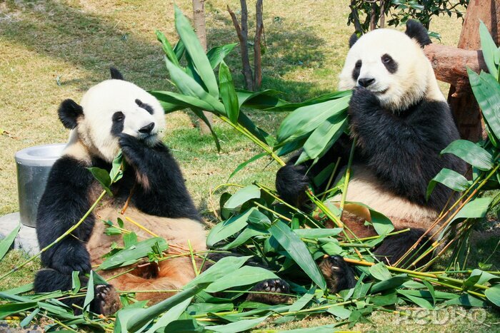 Fotobehang Twee panda's eten bladeren