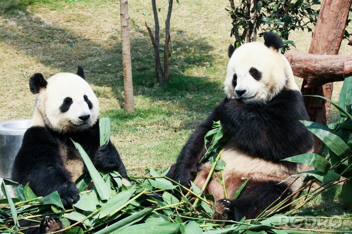Fotobehang Twee panda's in bladeren
