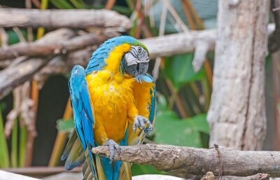 Fotobehang Twee papegaaien in de dierentuin