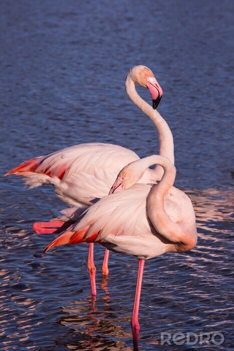 Fotobehang Twee roze vogels in het water