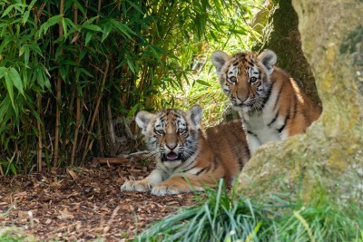 Fotobehang Twee tijgers in een grot