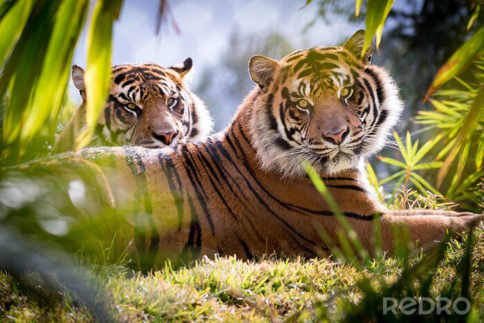 Fotobehang Twee tijgers in het groen