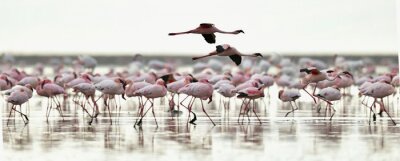 Fotobehang Twee vliegende flamingo's