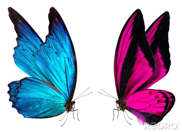 Fotobehang Twee vlinders kijken elkaar aan