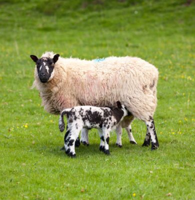 Fotobehang Twee welsh lammeren met zwarte en witte wol voeding van moeder schapen