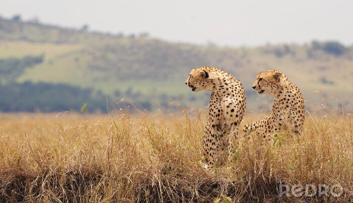 Fotobehang Twee wilde cheetahs in Kenia