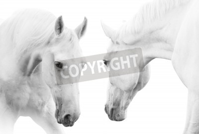 Fotobehang Twee witte paarden