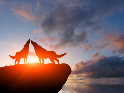 Fotobehang Twee wolven staan op een rots