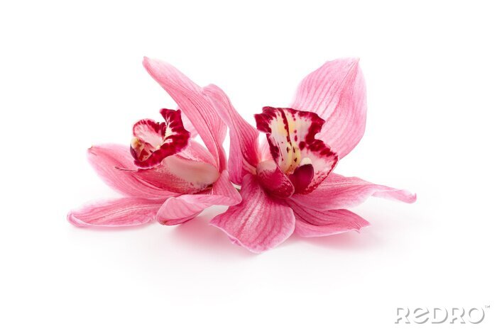Fotobehang Twee zalmorchideeën